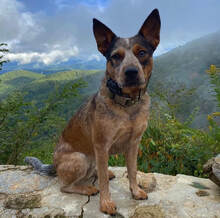 Red Cattle Dog Sage poses on a mountain rock